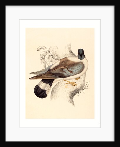 Columba Leuconota (Snow Pigeon) by Anonymous