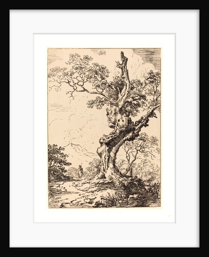 Study of an Old Oak Tree by Anonymous