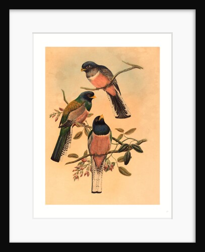 Trogan Variegatus by Anonymous