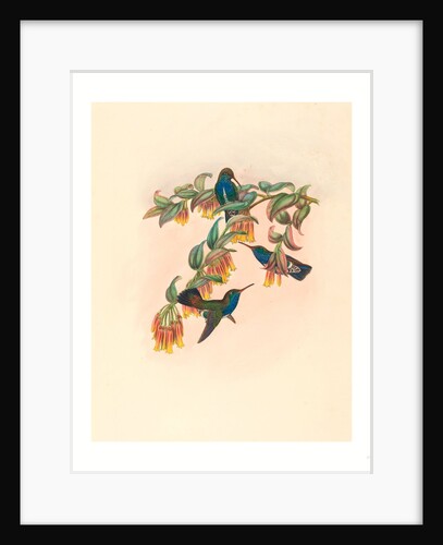 Agyrtria Bartletti (Bartlett's Emerald) by Anonymous