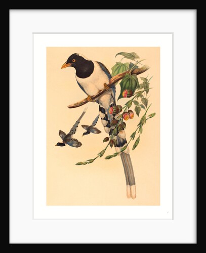 Urocissa Magnirostris by Anonymous