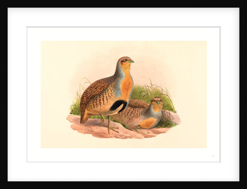 Perdix Barbata (Daurian Partridge) by Anonymous