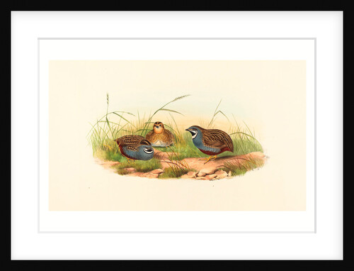 Excalftoria Minima (Blue-Breasted Quail) by Anonymous