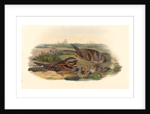 Caprimulgus Europaeus (Nightjar) by Anonymous