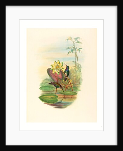 Hylocharis Lactea (Sapphire-Breasted Emerald) by Anonymous