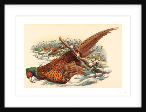 Phasianus Colchicus (Ring-Necked Pheasant) by Anonymous