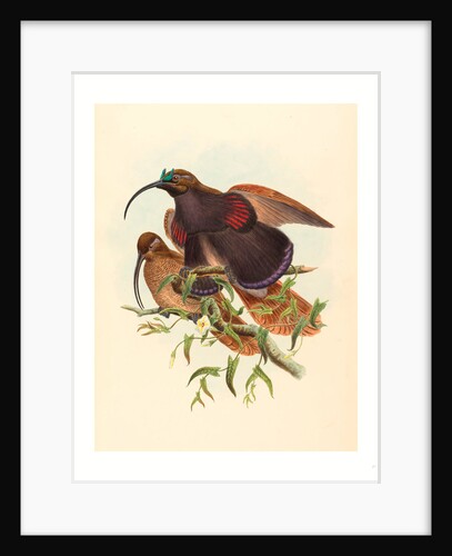 Drepanornis Albertisi (Black-Billed Sicklebill Bird of Paradise) by Anonymous