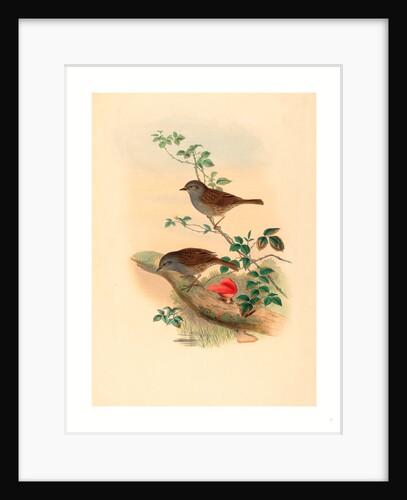 Accentor Modularis (Dunnock) by Anonymous