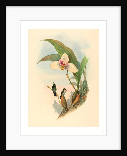 Myiabeillia Typica (Abeille's Hummingbird) by Anonymous