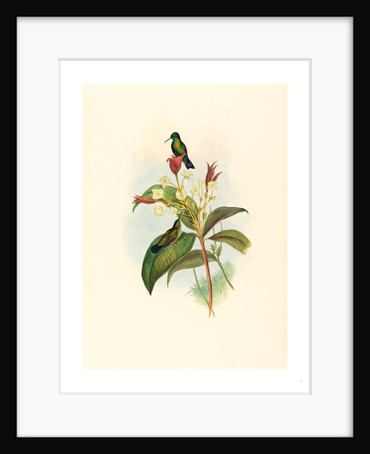 Eucephala Caerulea (Blue-Chinned Sapphire) by Anonymous