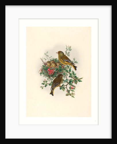 Ligurinus Chloris (Greenfinch) by Anonymous
