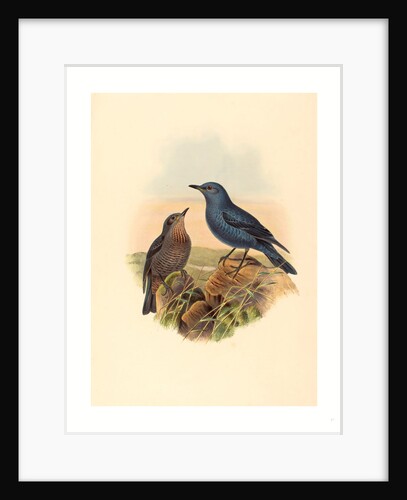 Petrocossyphus Cyanus (Blue Rockthrush) by Anonymous