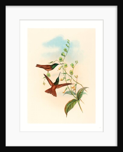 Diphogena Aurora (Gould's Rainbow) by Anonymous