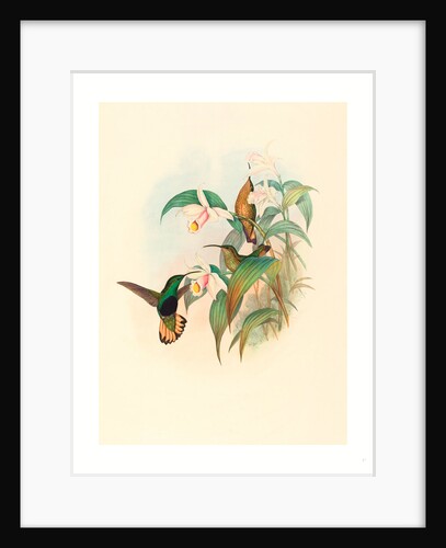 Lafresnaya Flavicaudata (Buff-Tailed Velvet-Breast) by Anonymous