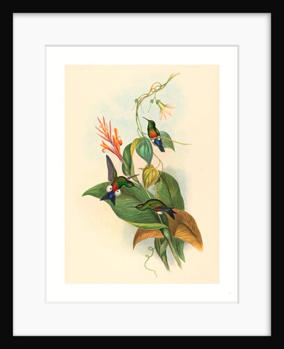 Eriocnemis Cupreiventris (Coppery Vented Puff Leg) by Anonymous