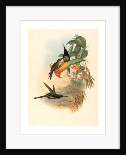 Eugenia Imperatrix (Empress Hummingbird) by Anonymous