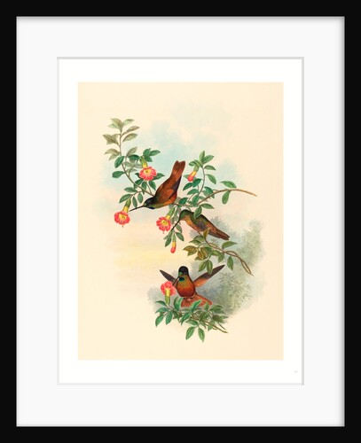 Helianthea Eos (Golden Star-Frontlet) by Anonymous