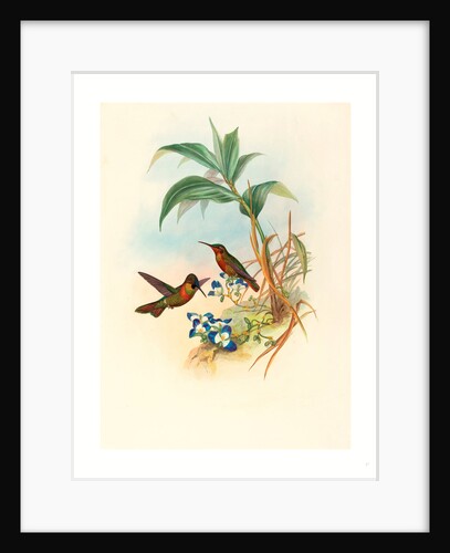 Clytolaema Aurescens (Banded Ruby or Gould's Ruby) by Anonymous