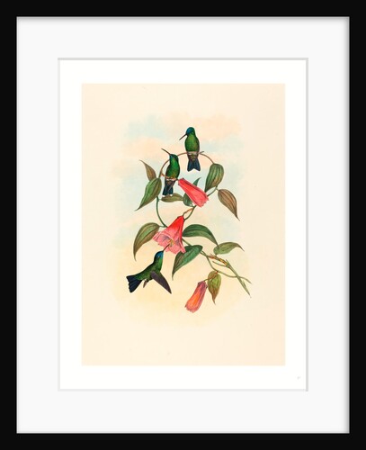 Eucephala Smaragdocaerulea (Gould's Wood Nymph) by Anonymous