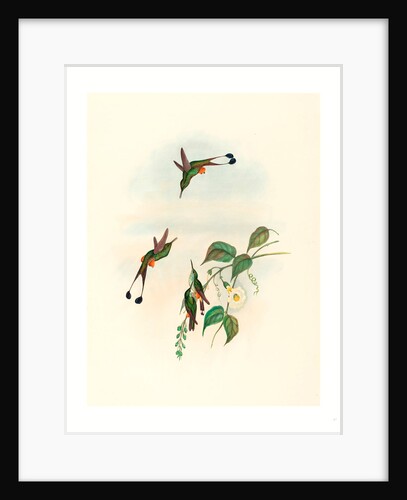 Spathura Rufocaligata (Red-Booted Racket Tail) by Anonymous