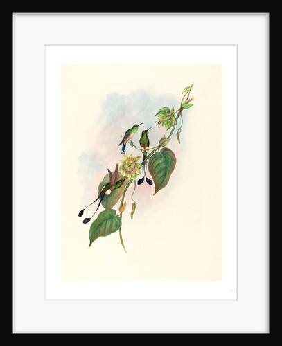 Spathura Underwoodi (White-Footed Racket-Tail) by Anonymous