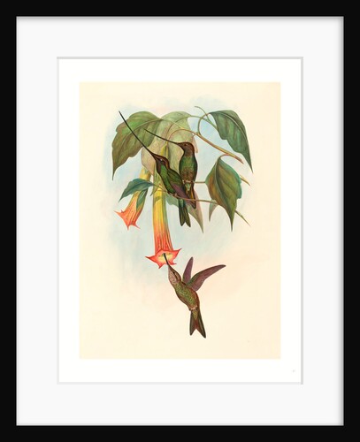 Docimastes Ensiferus (Sword-Billed Hummingbird) by Anonymous