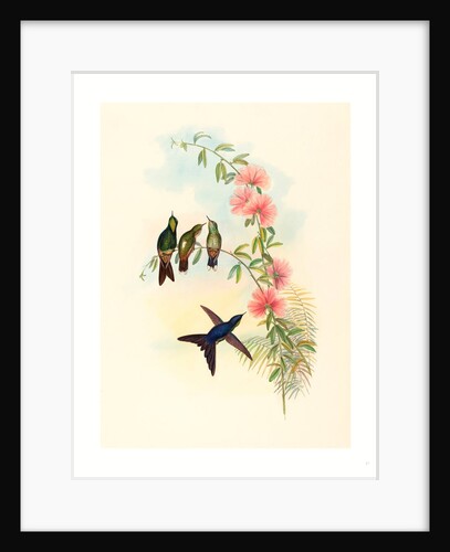 Ramphomicron Microrhyncha (Small Billed Thornbill) by Anonymous