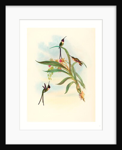 Tharmastura Enicura (Slender Shear-Tail) by Anonymous