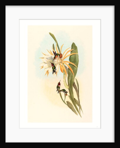 Calothorax Heliodori by Anonymous