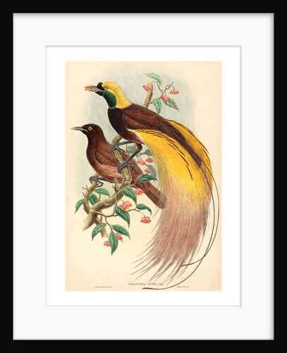 Bird of Paradise (Paradisea Apoda) by Anonymous