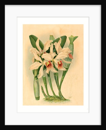 Joseph Mansell after Walter Hood Fitch by Anonymous