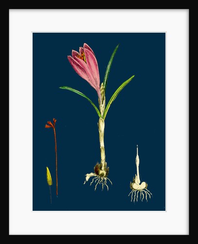 Crocus Vernus; Purple Crocus by Anonymous