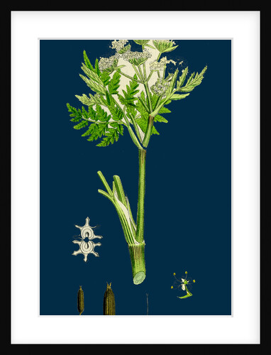 Myrrhis Odorata; Sweet Cicely by Anonymous