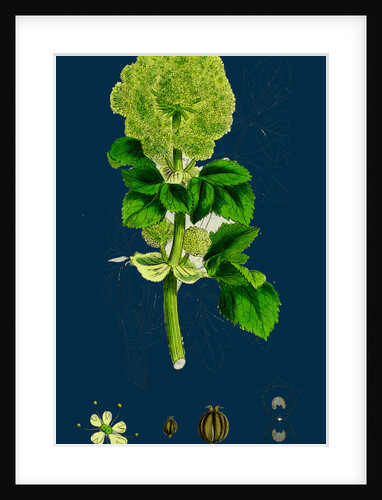 Smyrnium Olusatrum; Common Alexanders by Anonymous