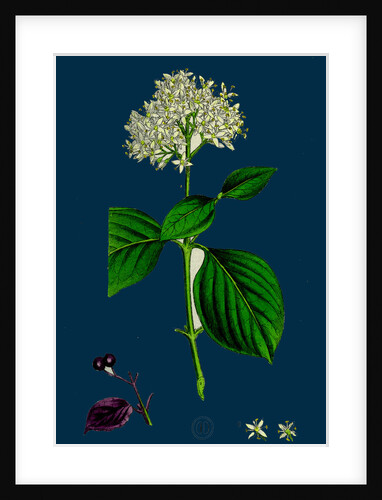 Cornus Sanguinea; Common Dogwood by Anonymous