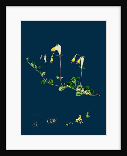 Linnaea Borealis; Two-Flowered Linnaea by Anonymous