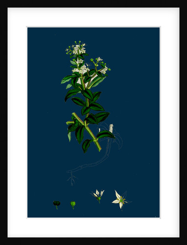 Rubia Peregrina; Wild Madder by Anonymous