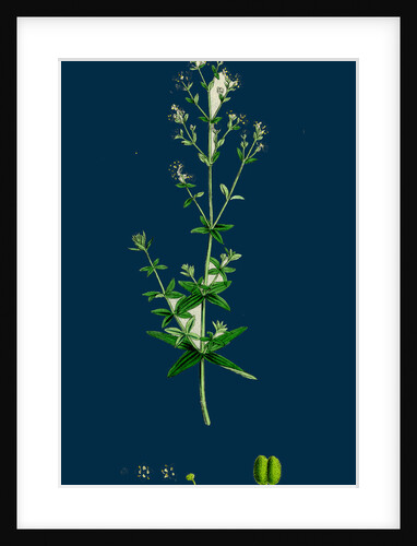 Galium Boreale; Cross-Leaved Bedstraw by Anonymous
