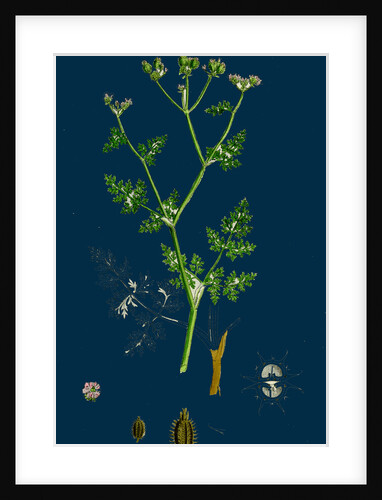 Caucalis Daucoides; Small Bur-Parsley by Anonymous