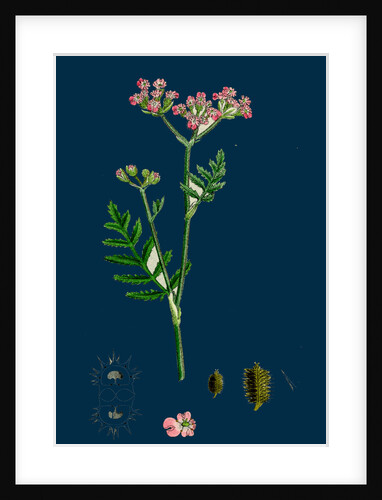 Caucalis Latifolia; Great Bur-Parsley by Anonymous