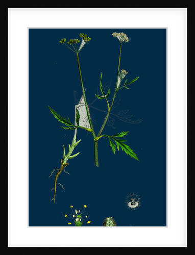 Caucalis Infesta; Field Hedge-Parsley by Anonymous