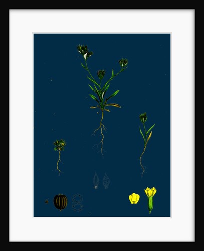 Bupleurum Aristatum; Narrow-Leaved Hare's-Ear by Anonymous