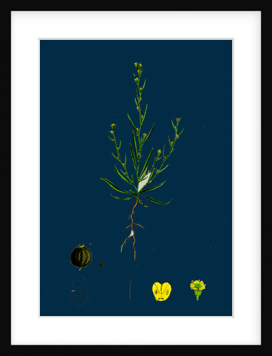 Bupleurum Tenuissimum; Slender Hare's-Ear by Anonymous