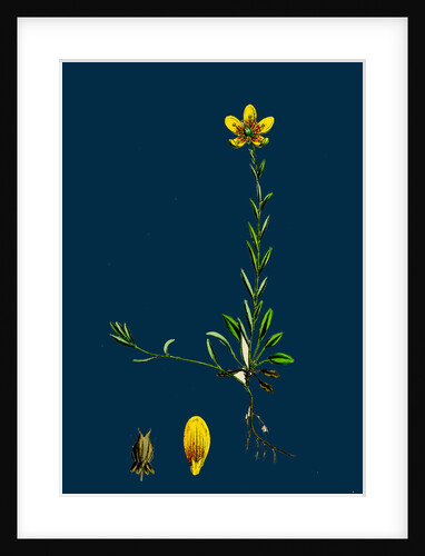 Saxifraga Hirculus; Yellow Marsh Saxifrage by Anonymous