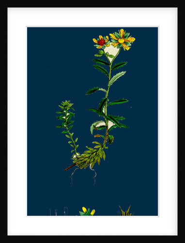 Saxifraga Aizoides; Yellow Mountain Saxifrage by Anonymous