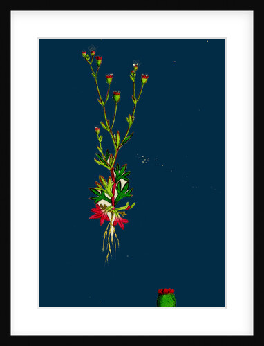 Saxifraga Tridactylites; Rue-Leaved Saxifrage by Anonymous