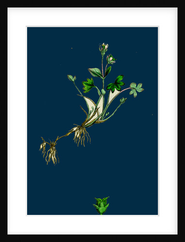 Saxifraga Rivularis; Alpine Brook Saxifrage by Anonymous