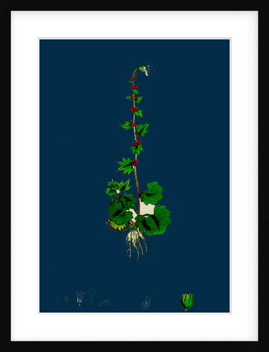 Saxifraga Cernua; Drooping Alpine Saxifrage by Anonymous