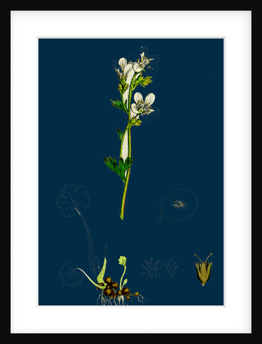 Saxifraga Granulata; White Meadow Saxifrage by Anonymous