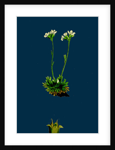 Saxifraga Caespitosa; Tufted Saxifrage by Anonymous